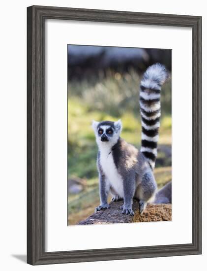 Ring tailed lemurs (Lemur catta), Anja Reserve, Ambalavao, central area, Madagascar, Africa-Christian Kober-Framed Photographic Print