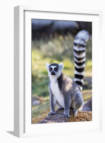 Ring tailed lemurs (Lemur catta), Anja Reserve, Ambalavao, central area, Madagascar, Africa-Christian Kober-Framed Photographic Print