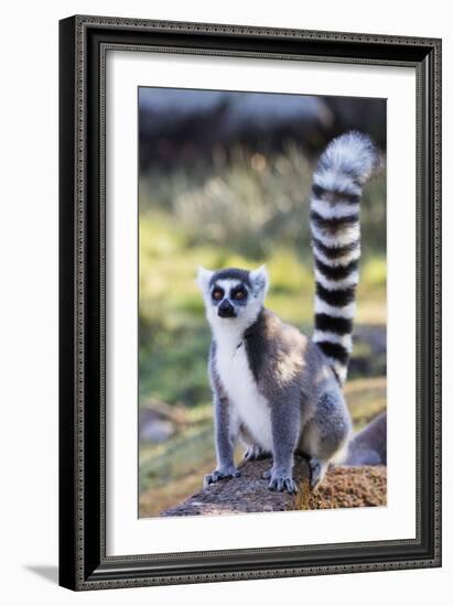 Ring tailed lemurs (Lemur catta), Anja Reserve, Ambalavao, central area, Madagascar, Africa-Christian Kober-Framed Photographic Print