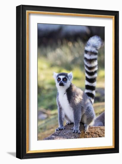 Ring tailed lemurs (Lemur catta), Anja Reserve, Ambalavao, central area, Madagascar, Africa-Christian Kober-Framed Photographic Print