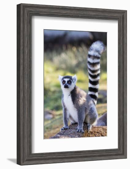 Ring tailed lemurs (Lemur catta), Anja Reserve, Ambalavao, central area, Madagascar, Africa-Christian Kober-Framed Photographic Print