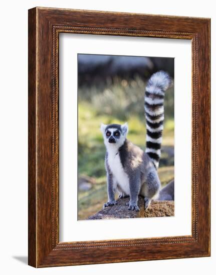 Ring tailed lemurs (Lemur catta), Anja Reserve, Ambalavao, central area, Madagascar, Africa-Christian Kober-Framed Photographic Print