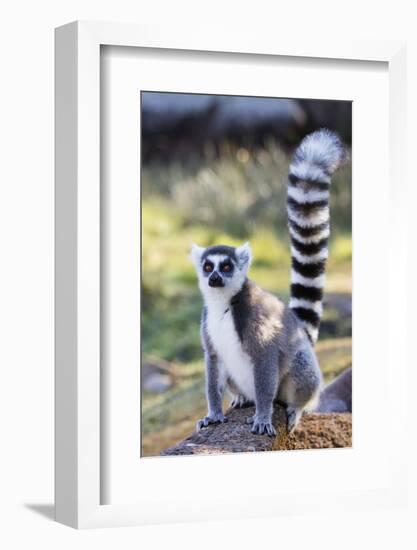 Ring tailed lemurs (Lemur catta), Anja Reserve, Ambalavao, central area, Madagascar, Africa-Christian Kober-Framed Photographic Print