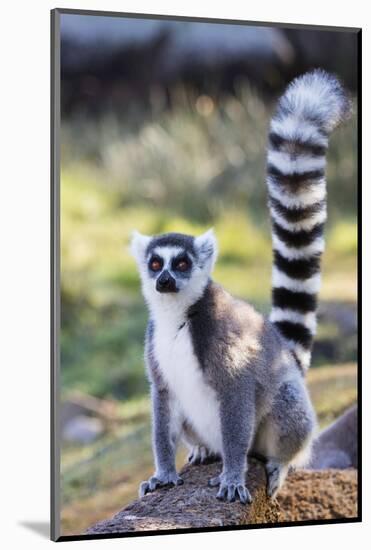 Ring tailed lemurs (Lemur catta), Anja Reserve, Ambalavao, central area, Madagascar, Africa-Christian Kober-Mounted Photographic Print