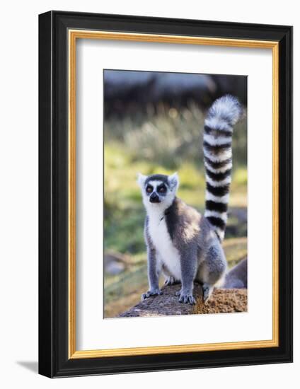 Ring tailed lemurs (Lemur catta), Anja Reserve, Ambalavao, central area, Madagascar, Africa-Christian Kober-Framed Photographic Print