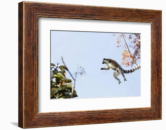 Ring tailed lemurs (Lemur catta) jumping in the trees, Anja Reserve, Ambalavao, central area, Madag-Christian Kober-Framed Photographic Print