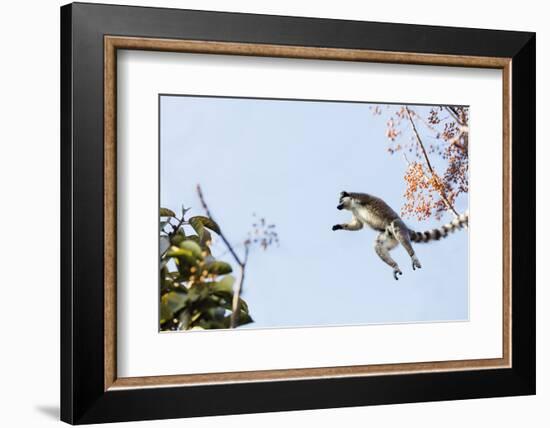 Ring tailed lemurs (Lemur catta) jumping in the trees, Anja Reserve, Ambalavao, central area, Madag-Christian Kober-Framed Photographic Print