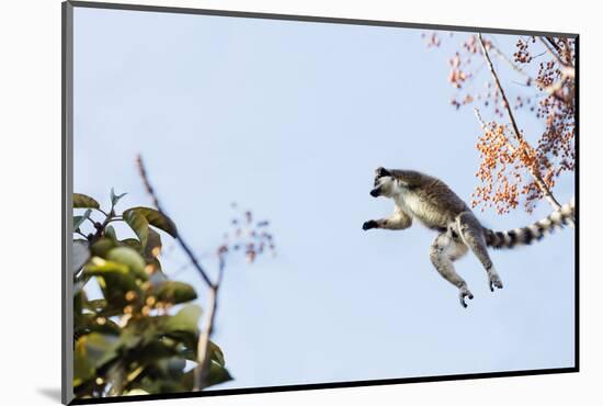 Ring tailed lemurs (Lemur catta) jumping in the trees, Anja Reserve, Ambalavao, central area, Madag-Christian Kober-Mounted Photographic Print