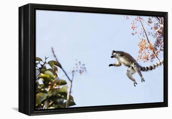 Ring tailed lemurs (Lemur catta) jumping in the trees, Anja Reserve, Ambalavao, central area, Madag-Christian Kober-Framed Premier Image Canvas