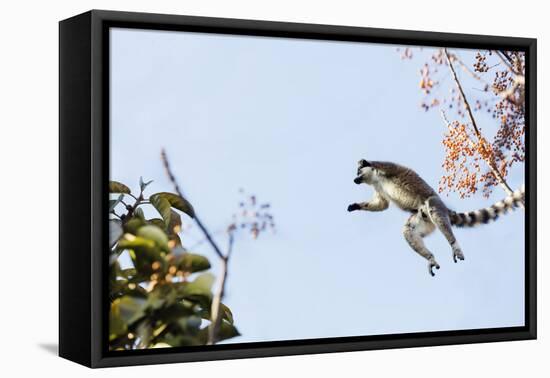 Ring tailed lemurs (Lemur catta) jumping in the trees, Anja Reserve, Ambalavao, central area, Madag-Christian Kober-Framed Premier Image Canvas