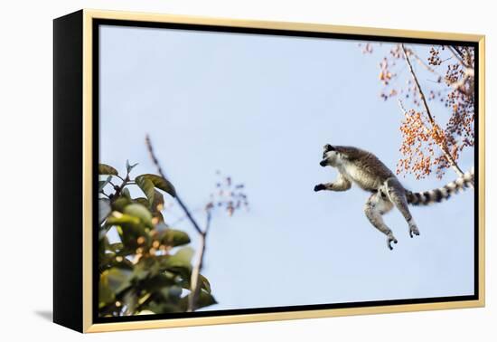 Ring tailed lemurs (Lemur catta) jumping in the trees, Anja Reserve, Ambalavao, central area, Madag-Christian Kober-Framed Premier Image Canvas