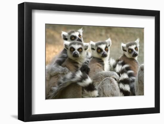 Ring-Tailed Lemurs-halbrindley-Framed Photographic Print