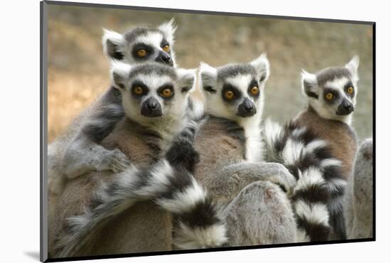 Ring-Tailed Lemurs-halbrindley-Mounted Photographic Print