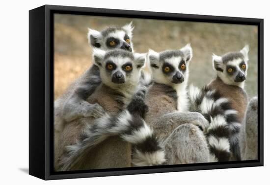 Ring-Tailed Lemurs-halbrindley-Framed Premier Image Canvas