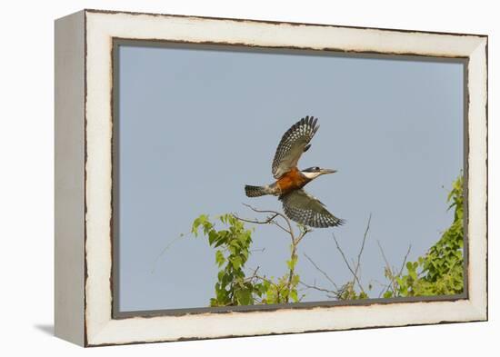 Ringed Kingfisher (Ceryle Torquata) in Flight, Pantanal, Mato Grosso, Brazil, South America-G&M Therin-Weise-Framed Premier Image Canvas