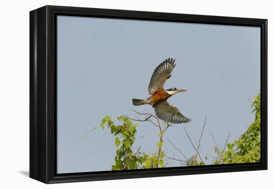 Ringed Kingfisher (Ceryle Torquata) in Flight, Pantanal, Mato Grosso, Brazil, South America-G&M Therin-Weise-Framed Premier Image Canvas