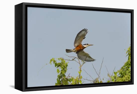 Ringed Kingfisher (Ceryle Torquata) in Flight, Pantanal, Mato Grosso, Brazil, South America-G&M Therin-Weise-Framed Premier Image Canvas