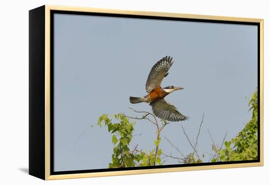 Ringed Kingfisher (Ceryle Torquata) in Flight, Pantanal, Mato Grosso, Brazil, South America-G&M Therin-Weise-Framed Premier Image Canvas