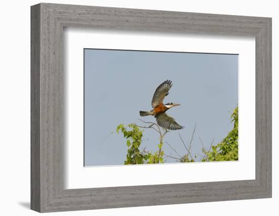 Ringed Kingfisher (Ceryle Torquata) in Flight, Pantanal, Mato Grosso, Brazil, South America-G&M Therin-Weise-Framed Photographic Print