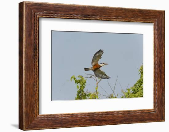 Ringed Kingfisher (Ceryle Torquata) in Flight, Pantanal, Mato Grosso, Brazil, South America-G&M Therin-Weise-Framed Photographic Print