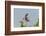 Ringed Kingfisher (Ceryle Torquata) in Flight, Pantanal, Mato Grosso, Brazil, South America-G&M Therin-Weise-Framed Photographic Print