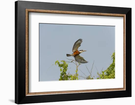 Ringed Kingfisher (Ceryle Torquata) in Flight, Pantanal, Mato Grosso, Brazil, South America-G&M Therin-Weise-Framed Photographic Print