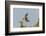 Ringed Kingfisher (Ceryle Torquata) in Flight, Pantanal, Mato Grosso, Brazil, South America-G&M Therin-Weise-Framed Photographic Print