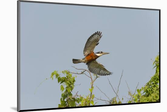 Ringed Kingfisher (Ceryle Torquata) in Flight, Pantanal, Mato Grosso, Brazil, South America-G&M Therin-Weise-Mounted Photographic Print