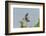 Ringed Kingfisher (Ceryle Torquata) in Flight, Pantanal, Mato Grosso, Brazil, South America-G&M Therin-Weise-Framed Photographic Print