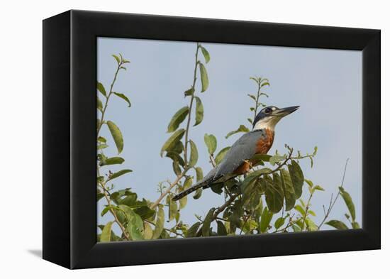 Ringed Kingfisher (Ceryle Torquata), Pantanal, Mato Grosso, Brazil, South America-G&M Therin-Weise-Framed Premier Image Canvas