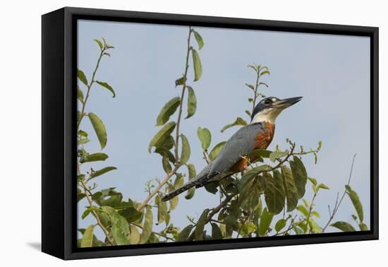 Ringed Kingfisher (Ceryle Torquata), Pantanal, Mato Grosso, Brazil, South America-G&M Therin-Weise-Framed Premier Image Canvas