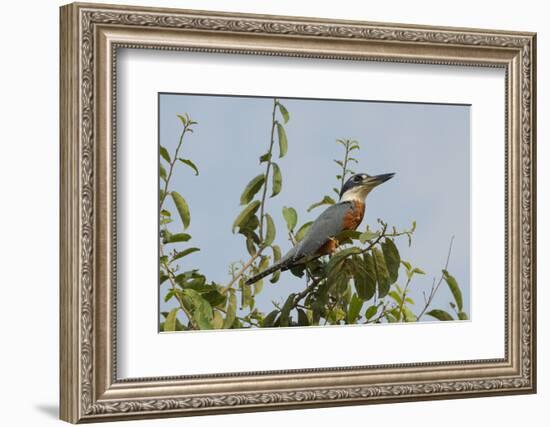 Ringed Kingfisher (Ceryle Torquata), Pantanal, Mato Grosso, Brazil, South America-G&M Therin-Weise-Framed Photographic Print