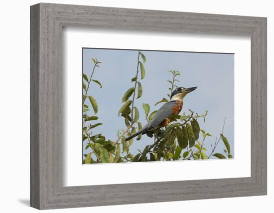 Ringed Kingfisher (Ceryle Torquata), Pantanal, Mato Grosso, Brazil, South America-G&M Therin-Weise-Framed Photographic Print