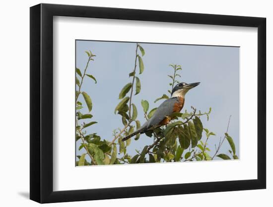 Ringed Kingfisher (Ceryle Torquata), Pantanal, Mato Grosso, Brazil, South America-G&M Therin-Weise-Framed Photographic Print