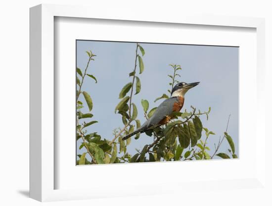 Ringed Kingfisher (Ceryle Torquata), Pantanal, Mato Grosso, Brazil, South America-G&M Therin-Weise-Framed Photographic Print