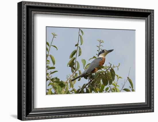 Ringed Kingfisher (Ceryle Torquata), Pantanal, Mato Grosso, Brazil, South America-G&M Therin-Weise-Framed Photographic Print