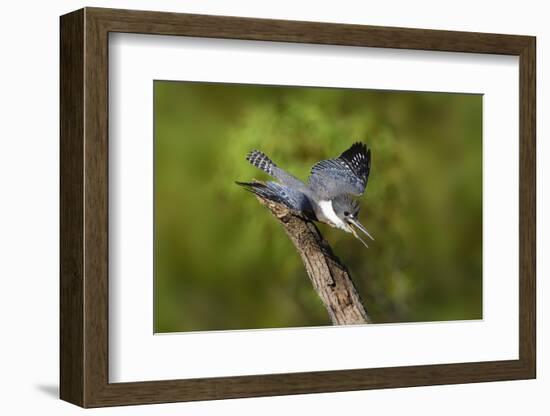 Ringed Kingfisher (Megaceryle torquata) male-Larry Ditto-Framed Photographic Print