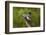 Ringed Kingfisher (Megaceryle torquata) male-Larry Ditto-Framed Photographic Print