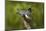Ringed Kingfisher (Megaceryle torquata) male-Larry Ditto-Mounted Photographic Print