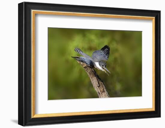 Ringed Kingfisher (Megaceryle torquata) male-Larry Ditto-Framed Photographic Print