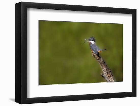 Ringed Kingfisher (Megaceryle torquata) male-Larry Ditto-Framed Photographic Print