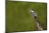 Ringed Kingfisher (Megaceryle torquata) male-Larry Ditto-Mounted Photographic Print