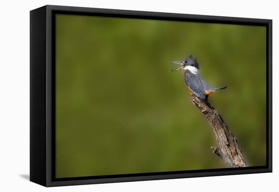 Ringed Kingfisher (Megaceryle torquata) male-Larry Ditto-Framed Premier Image Canvas