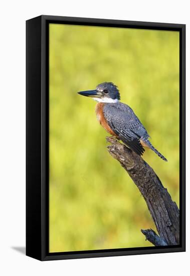 Ringed Kingfisher (Megaceryle torquata) perched-Larry Ditto-Framed Premier Image Canvas
