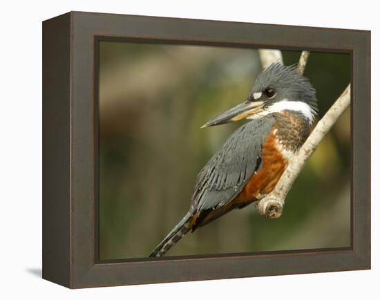 Ringed Kingfisher, Pantanal, Brazil-Joe & Mary Ann McDonald-Framed Premier Image Canvas