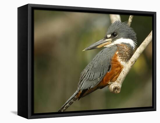 Ringed Kingfisher, Pantanal, Brazil-Joe & Mary Ann McDonald-Framed Premier Image Canvas