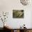 Ringed Kingfisher, Pantanal, Brazil-Joe & Mary Ann McDonald-Photographic Print displayed on a wall
