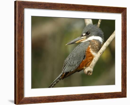 Ringed Kingfisher, Pantanal, Brazil-Joe & Mary Ann McDonald-Framed Photographic Print