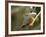 Ringed Kingfisher, Pantanal, Brazil-Joe & Mary Ann McDonald-Framed Photographic Print