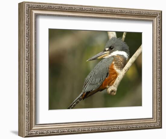 Ringed Kingfisher, Pantanal, Brazil-Joe & Mary Ann McDonald-Framed Photographic Print